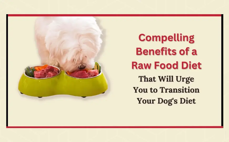 14 Benefits of Raw Dog Food for Optimal Health